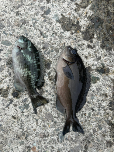 メジナの釣果