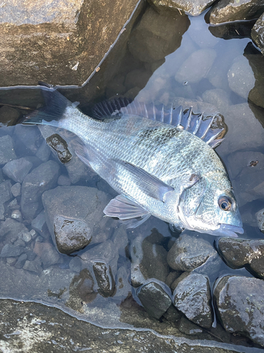 チヌの釣果