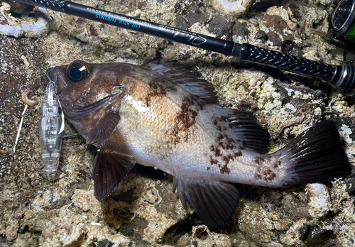 メバルの釣果