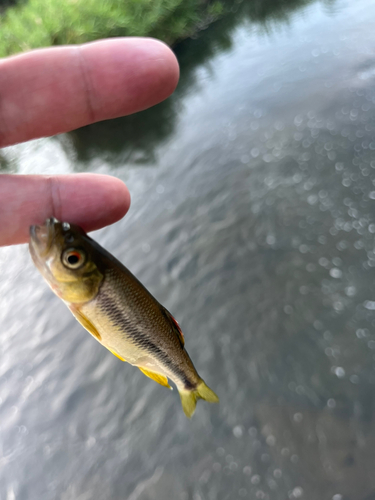 カワムツの釣果