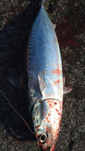 ソウダガツオの釣果