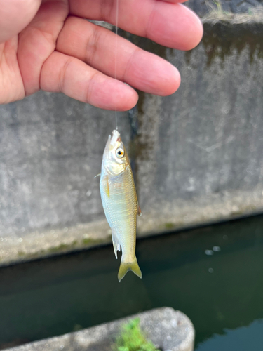 オイカワの釣果