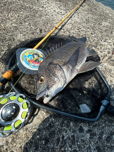 タイの釣果