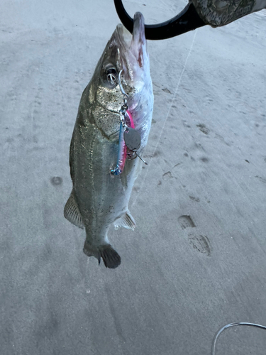 セイゴ（マルスズキ）の釣果