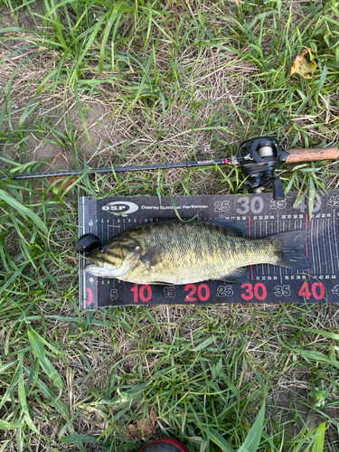 スモールマウスバスの釣果