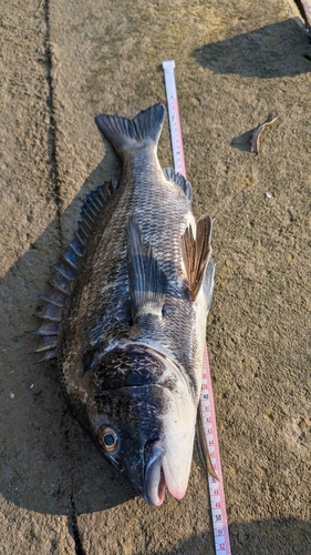 クロダイの釣果