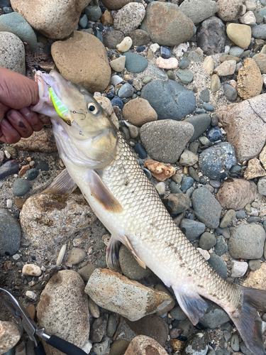 ニゴイの釣果