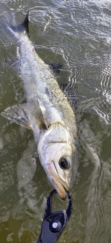 フッコ（マルスズキ）の釣果