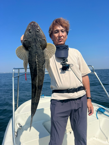 マゴチの釣果