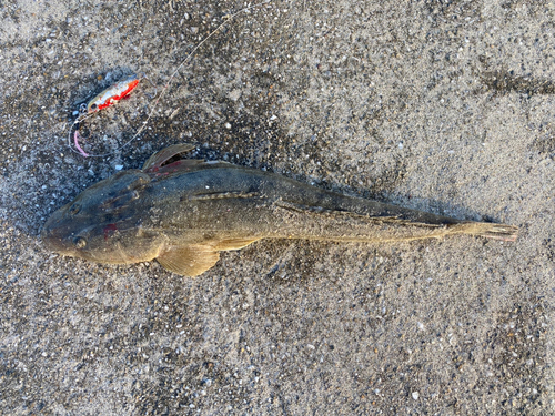 マゴチの釣果