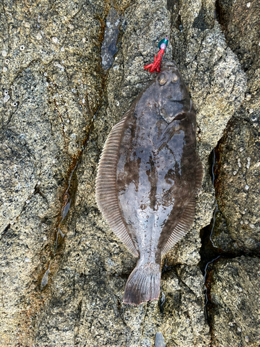 アイナメの釣果