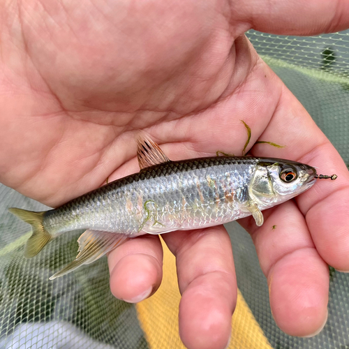 オイカワの釣果