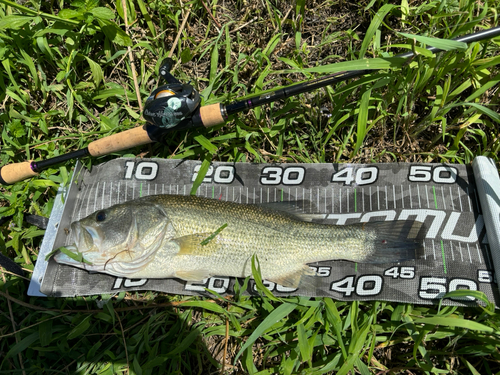 ブラックバスの釣果