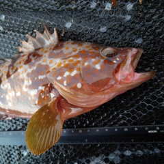 キジハタの釣果