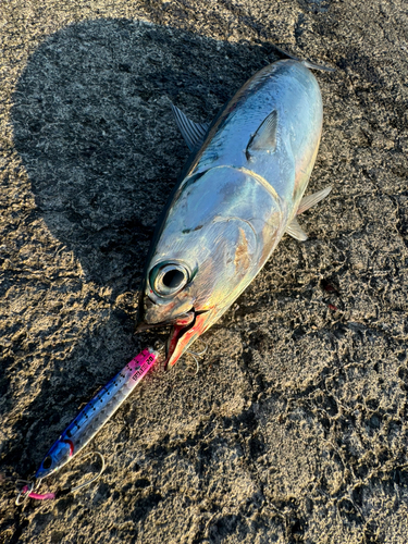 ソウダガツオの釣果