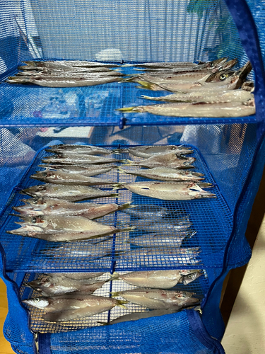 カマスの釣果