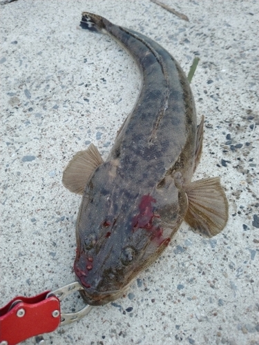 マゴチの釣果