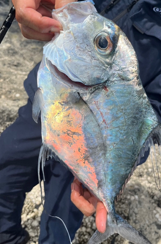 イトヒキアジの釣果