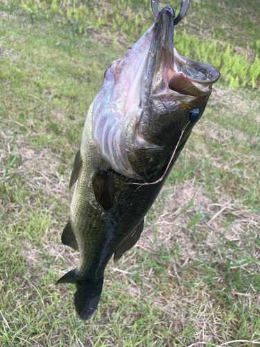 ラージマウスバスの釣果