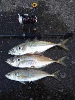 アジの釣果