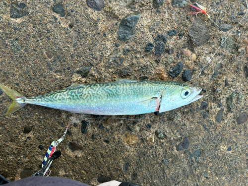 サバの釣果