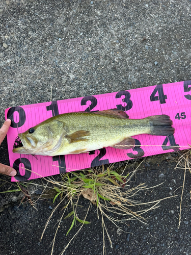 ブラックバスの釣果