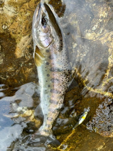 ヤマメの釣果