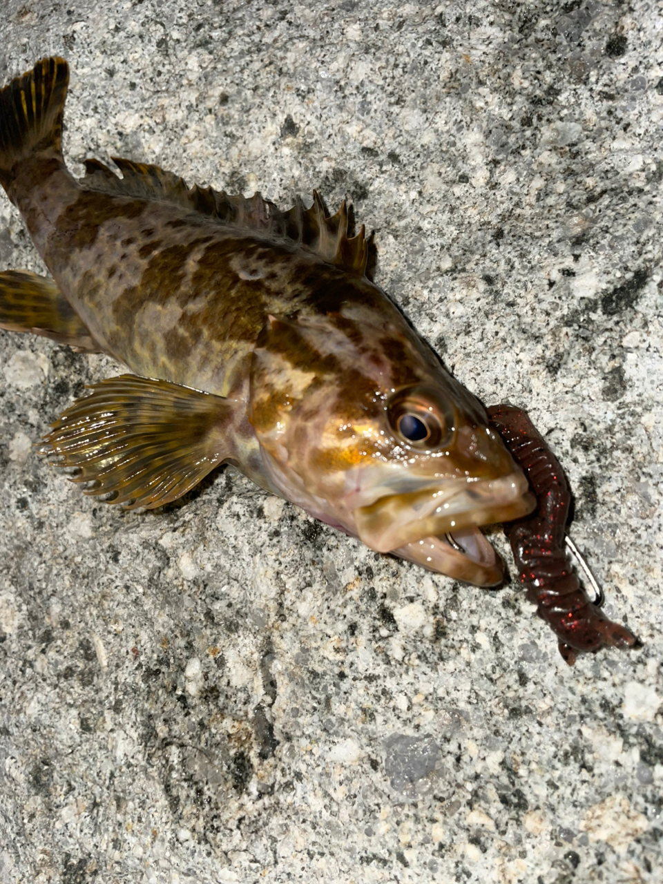 タケノコメバル