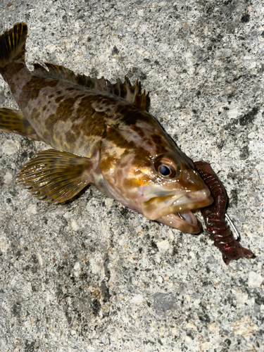 タケノコメバルの釣果