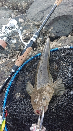 マゴチの釣果