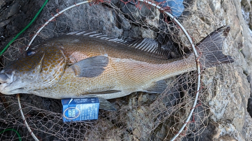 コロダイの釣果