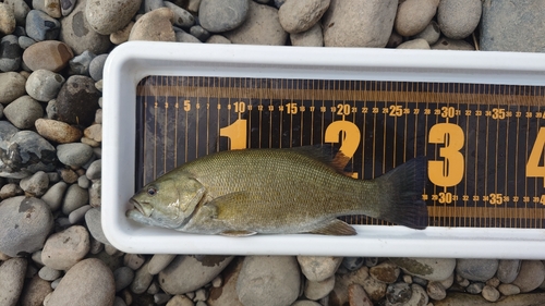 スモールマウスバスの釣果