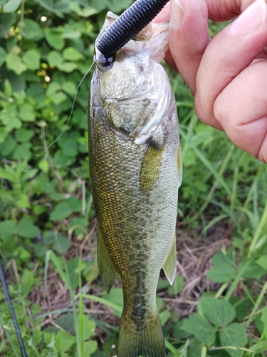 ラージマウスバスの釣果