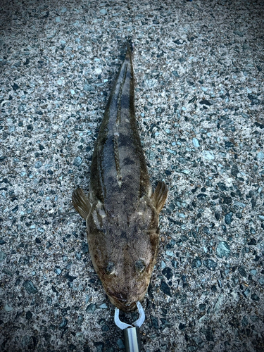 マゴチの釣果