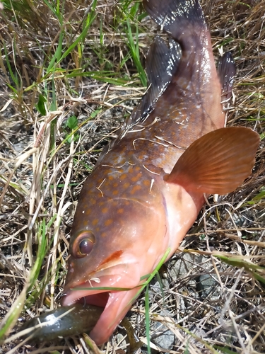 アコウの釣果