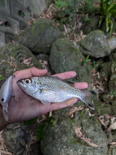 オオクチユゴイの釣果