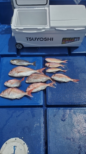 マダイの釣果