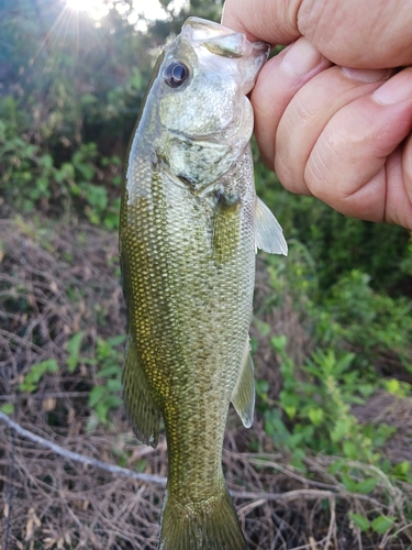 ラージマウスバスの釣果