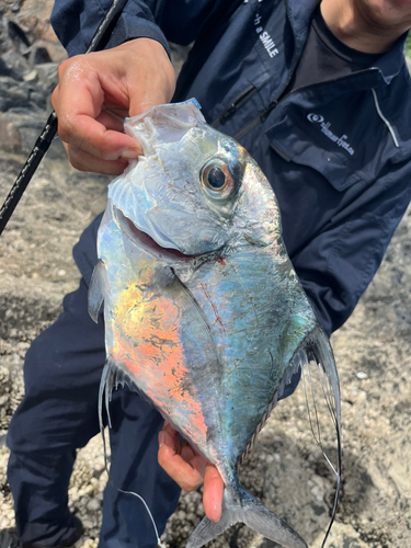 イトヒキアジの釣果