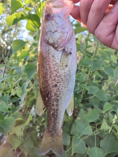 ラージマウスバスの釣果