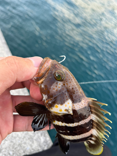 アオハタの釣果