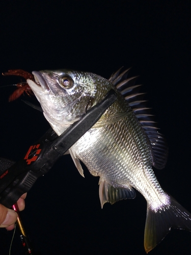 キビレの釣果