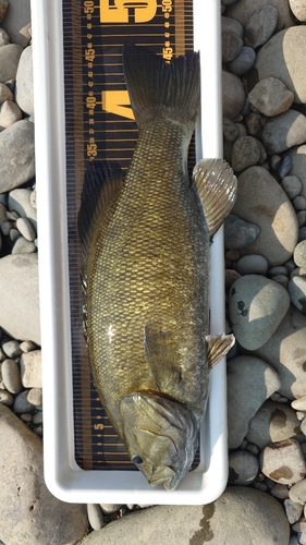 スモールマウスバスの釣果