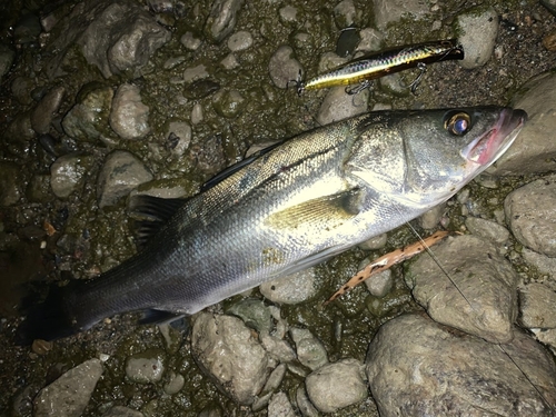 スズキの釣果