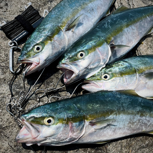 ハマチの釣果