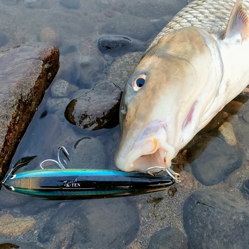 ニゴイの釣果