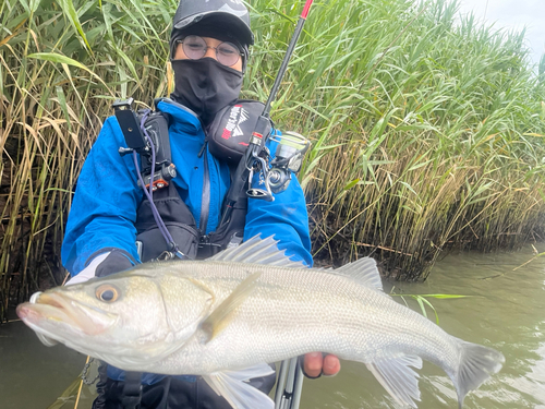 スズキの釣果