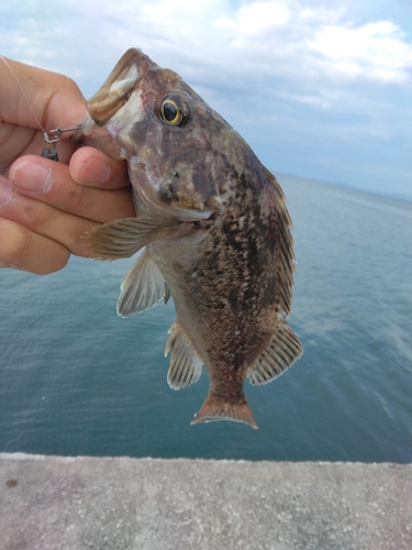 クロソイの釣果