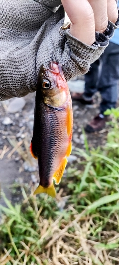 カワムツの釣果