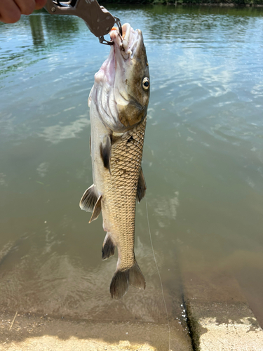 ニゴイの釣果